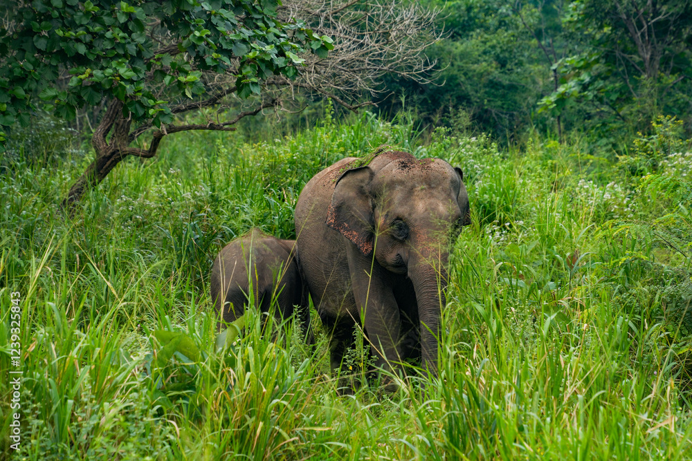 Obraz premium Wild elephants in the Hurulu Eco Park, Habarana, Sri Lanka, Asia. Female elephant with cub in the jungle. Wild Elephant Safari