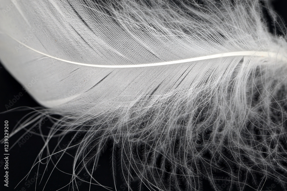 Close-up of white goose feathers on a black background, soft natural product for filling pillows Close-up of white goose feathers on a black background, soft natural product for filling pillows