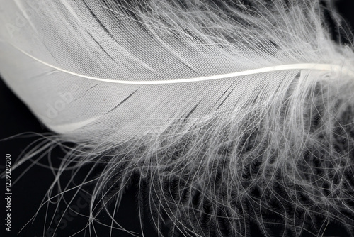 Close-up of white goose feathers on a black background, soft natural product for filling pillows photo