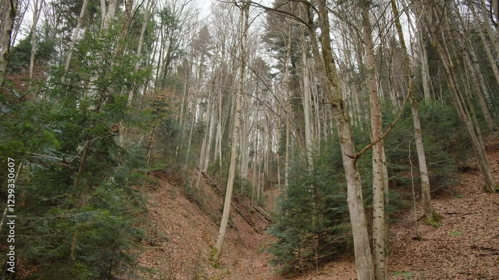 Calm mountain forest at early spring. Natural environment concept. cloudy weather. Forested carpathian mountain landscape in early spring. Season change