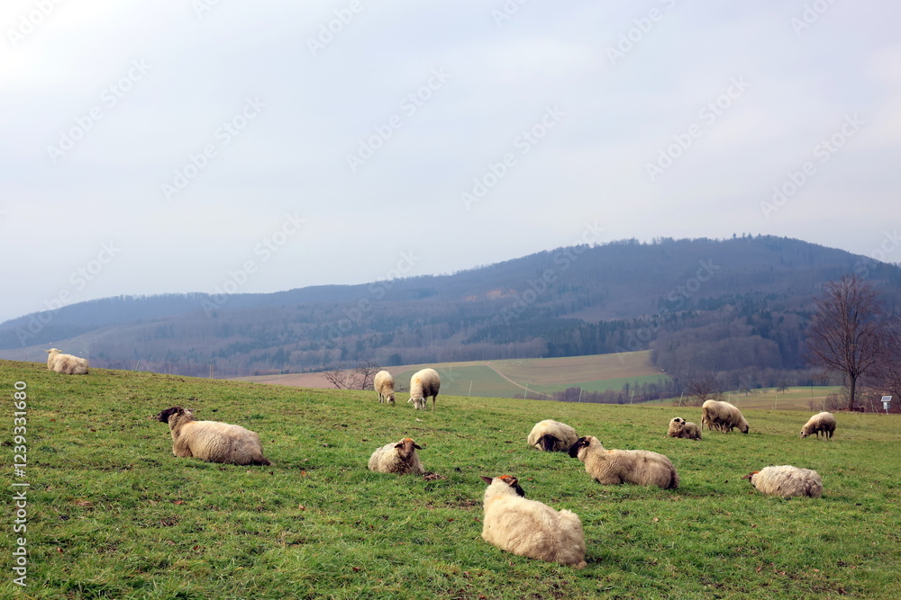 Obraz premium Schafe auf einer Weide im Schwarzwald