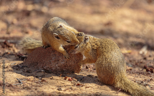 Bush squirrel (Paracerus cepapi); couple grooming each other photo