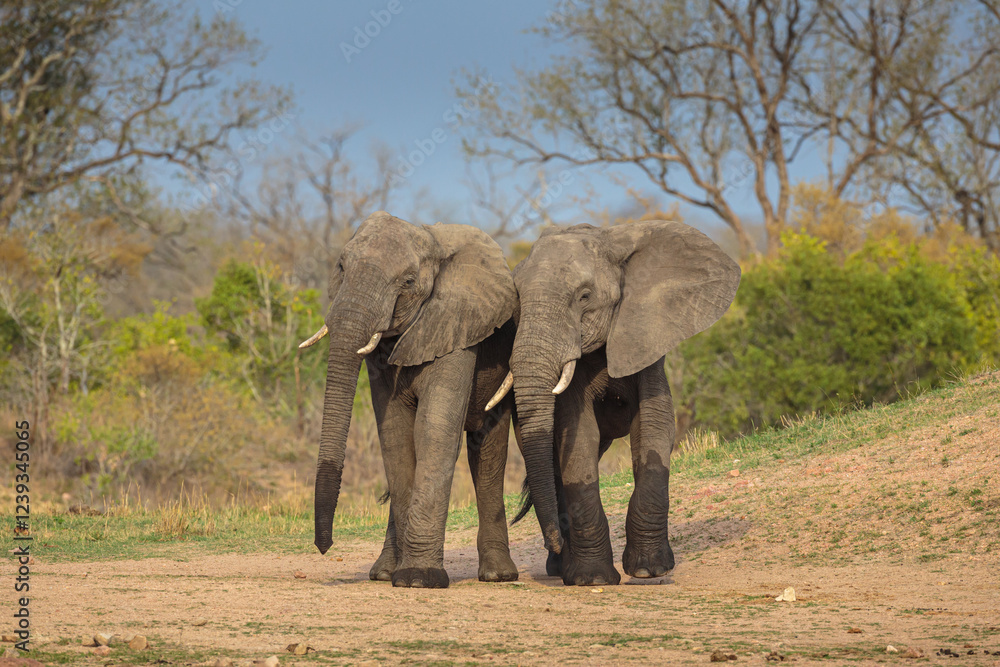 Fototapeta premium African Elephant (Loxodonta africana); friendly meeting of two bulls
