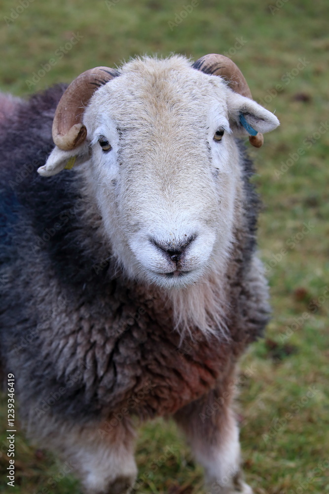 Close-up face view of a Herdwick Sheep looking at Camera. Close-up face view of a Herdwick Sheep looking at Camera.