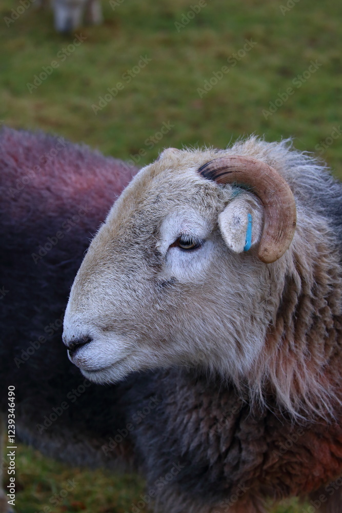 Fototapeta premium Close-up Profile picture of the Face of a Herdwick Sheep.