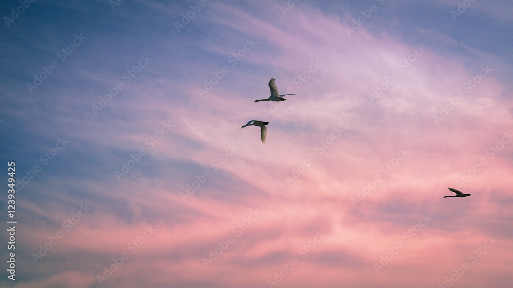 Fototapeta premium Swan birds flying in the sky on a cloudy sunrise