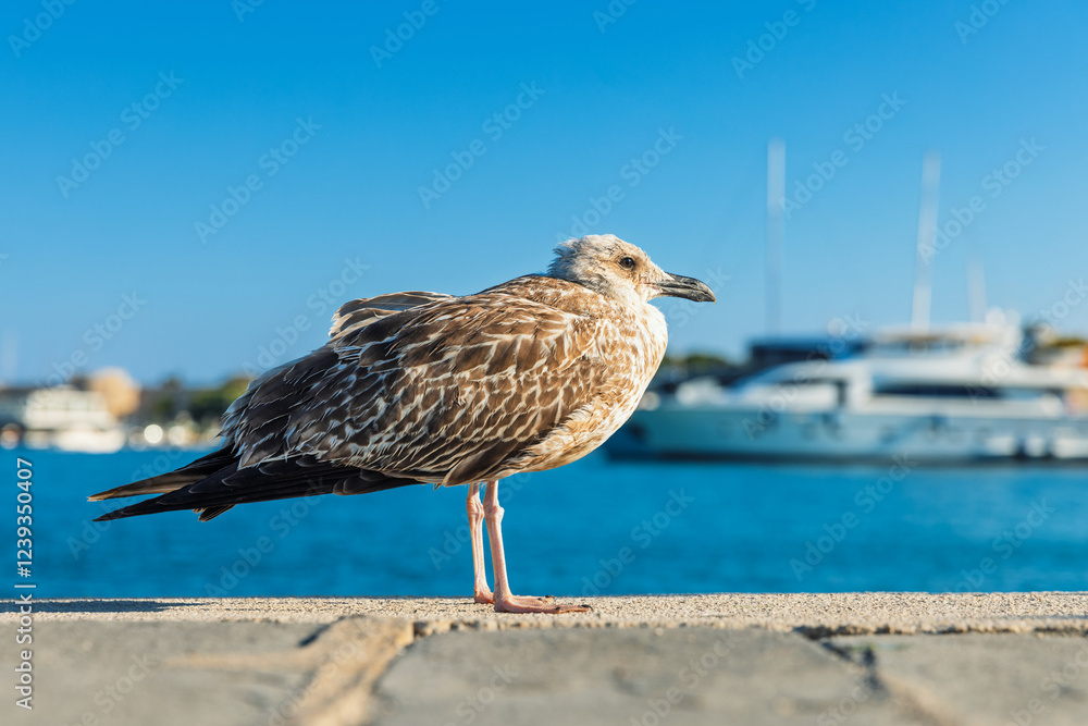 Obraz premium A close-up of a seagull standing on a concrete pier with a blurred marina and yachts in the background under a clear blue sky.