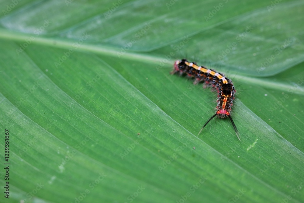 Naklejka premium Vibrant Caterpillar Crawling on a Large Bright Green Leaf in Nature