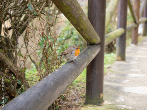 Robin perched on a wooden branch photo