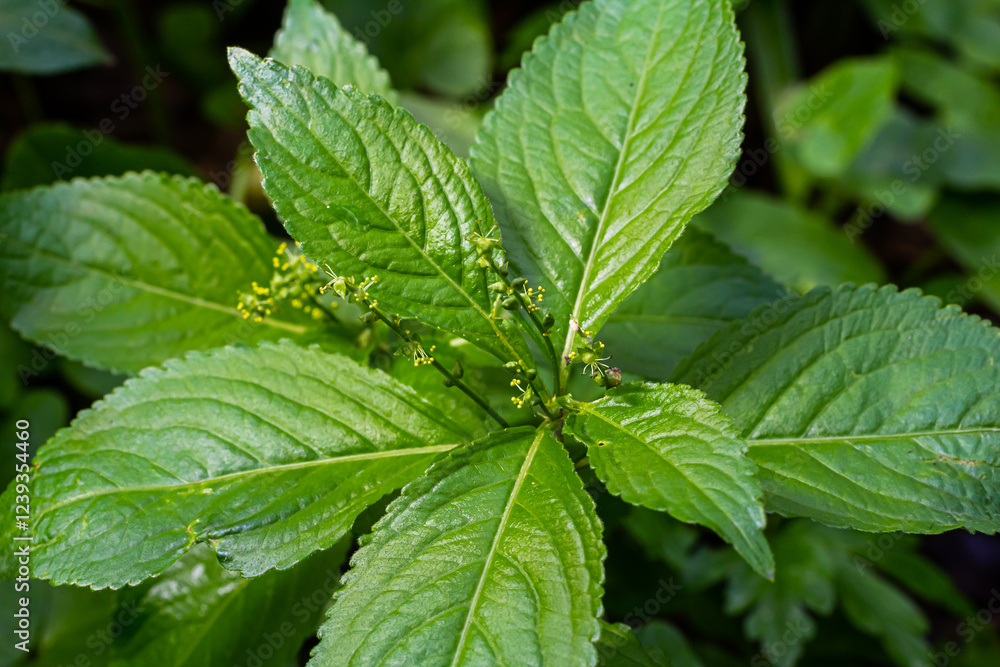 In the spring in the wild Mercurialis perennis grows in the forest In the spring in the wild Mercurialis perennis grows in the forest
