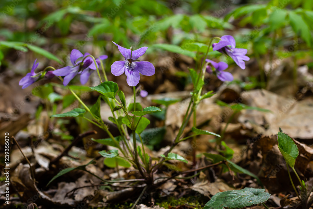 Viola odorata. Scent-scented. Violet flower forest blooming in spring. The first spring flower, purple. Wild violets in nature Viola odorata. Scent-scented. Violet flower forest blooming in spring. The first spring flower, purple. Wild violets in nature