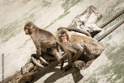 Macaca fuscata