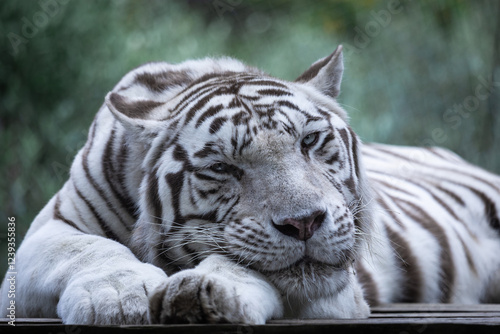 White Tiger