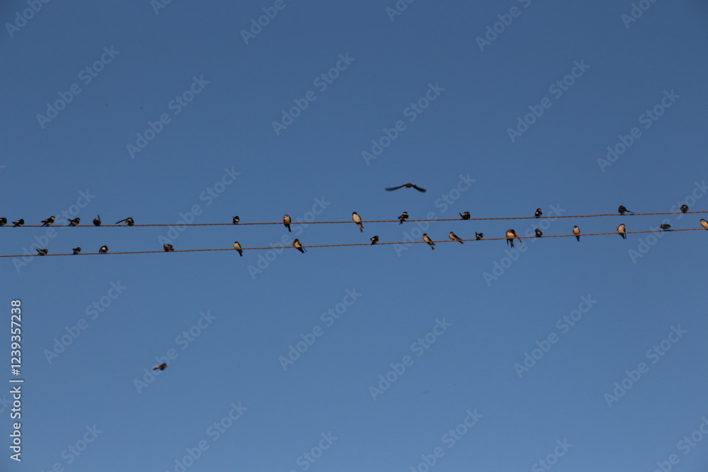 Here is the image of swallows perched on a branch against a serene sky. Let me know if you'd like any adjustments. Here is the image of swallows perched on a branch against a serene sky. Let me know if you'd like any adjustments.
