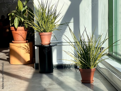 Plants in pots standing the office space. photo