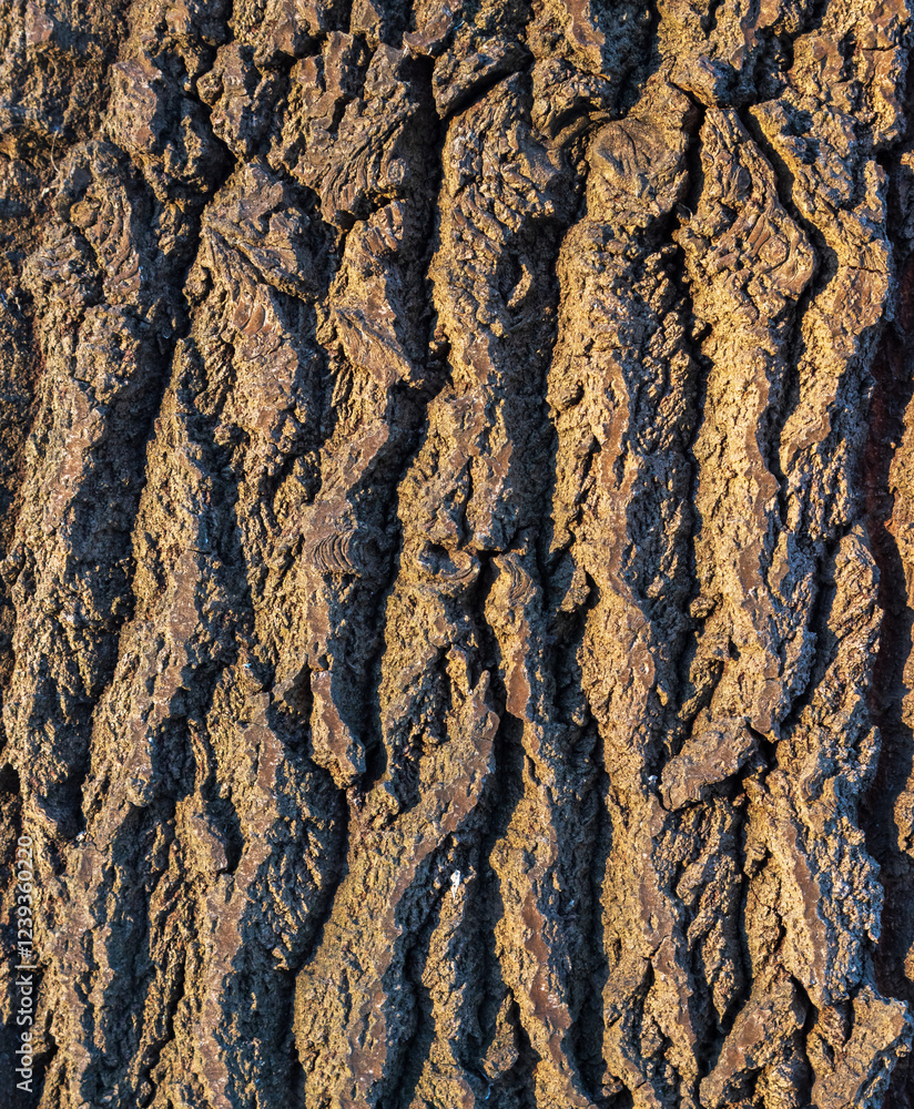 Textured tree bark close-up. Sunlight illuminates the rough surface of the tree trunk. Natural background Textured tree bark close-up. Sunlight illuminates the rough surface of the tree trunk. Natural background
