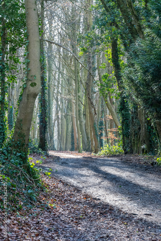 Naklejka premium path in the woods
