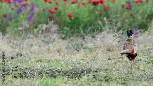 Common Pheasant running and hiding in a field of wild poppies. Slow motion.
