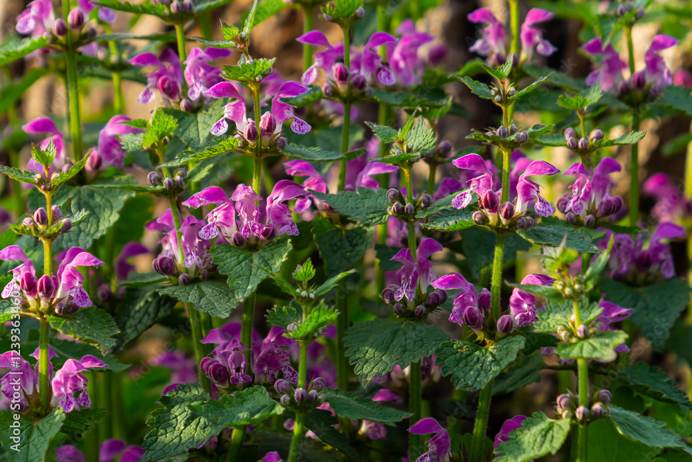 Pink flowers of spotted dead-nettle Lamium maculatum. Medicinal plants in the garden Pink flowers of spotted dead-nettle Lamium maculatum. Medicinal plants in the garden