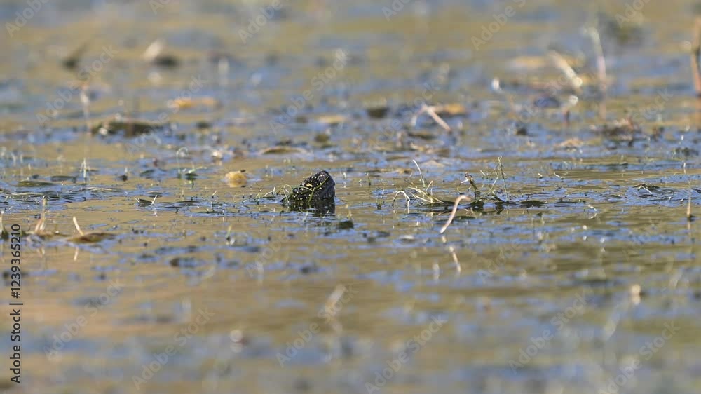European bog turtle Emys orbicularis. The turtle stuck its head out of the water. European bog turtle Emys orbicularis. The turtle stuck its head out of the water.