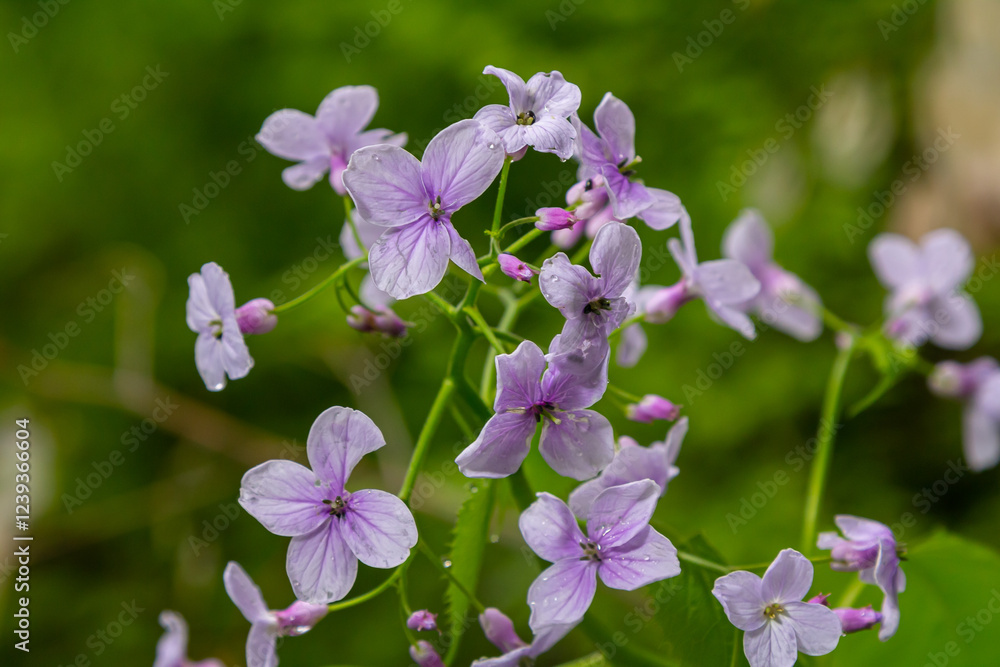 Lunaria rediviva, known as perennial honesty. Beautiful light purple flowers in bloom Lunaria rediviva, known as perennial honesty. Beautiful light purple flowers in bloom