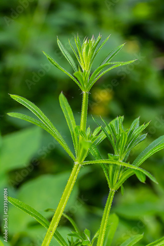 The Cleavers Galium aparine have been used in the traditional medicine for treatment of disorders of the diuretic, lymph systems and as a detoxifier photo