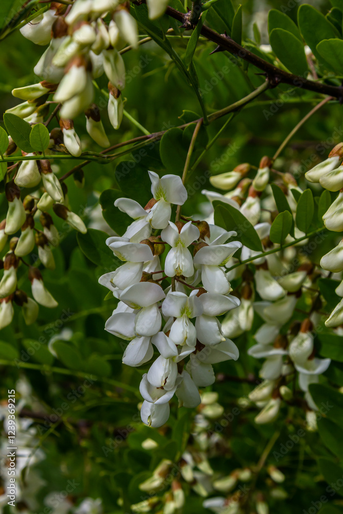 Honey bee collects nectar from white flowers tree acacia. Blooming clusters of acacia. Honey spring plant. Collect nectar. Branches of black locust, Robinia pseudoacacia, false acacia Honey bee collects nectar from white flowers tree acacia. Blooming clusters of acacia. Honey spring plant. Collect nectar. Branches of black locust, Robinia pseudoacacia, false acacia