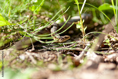 Eidechse  Zauneidechse (Lacerta agilis) im Wald photo