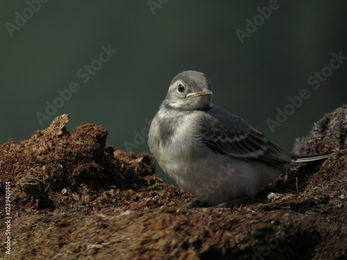 Little bird in the forest