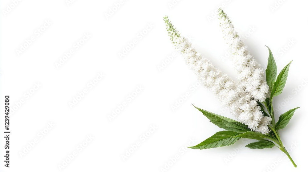 White flowers, isolated, studio shot, copy space, botanical White flowers, isolated, studio shot, copy space, botanical