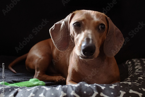 A brown dachshund dog is lying on his bed looking to the side. The sunlight is shining on your face