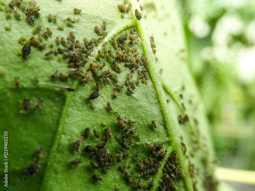 Tableau sur toile Aphids that feed on the underside of leaves to suck nectar, aphids on the inside of the leaf
