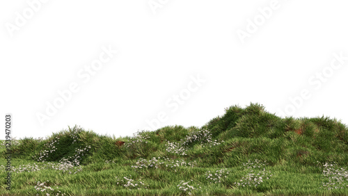 Landscape Grass & Chamomile Flower no background 