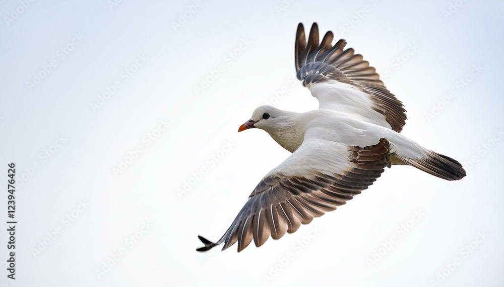 Obraz premium majestic white bird soaring gracefully in the bright sky during daylight hours isolated on white white background