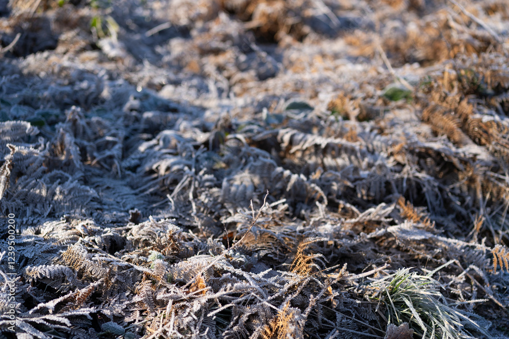 Beautiful Yellowed fern leaves covered with frost in frozen forest on a cold winter morning. Natural beauty concept Beautiful Yellowed fern leaves covered with frost in frozen forest on a cold winter morning. Natural beauty concept