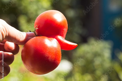 Tableau sur toile Aberrant Tomato. Funny deformed ripe tomato in a woman's hand