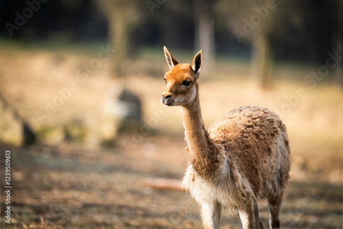 cute Lama vicugna, amazing portrait