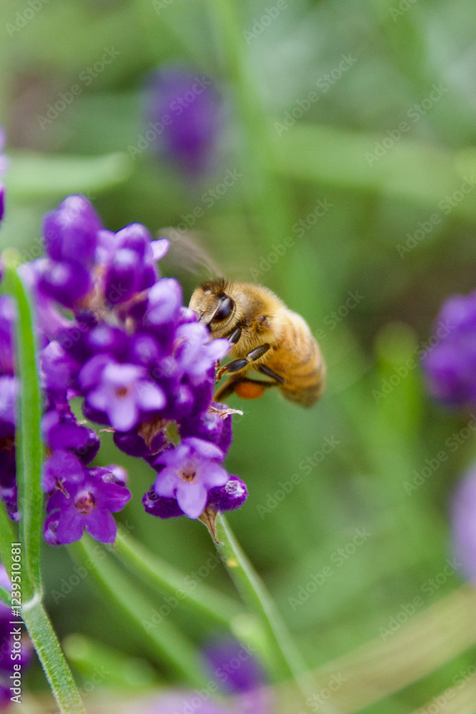 A honeybee gathers nectar from a vibrant purple lavender flower. The macro shot highlights the bee’s delicate wings, fuzzy body, and intricate floral structure. A honeybee gathers nectar from a vibrant purple lavender flower. The macro shot highlights the bee’s delicate wings, fuzzy body, and intricate floral structure.