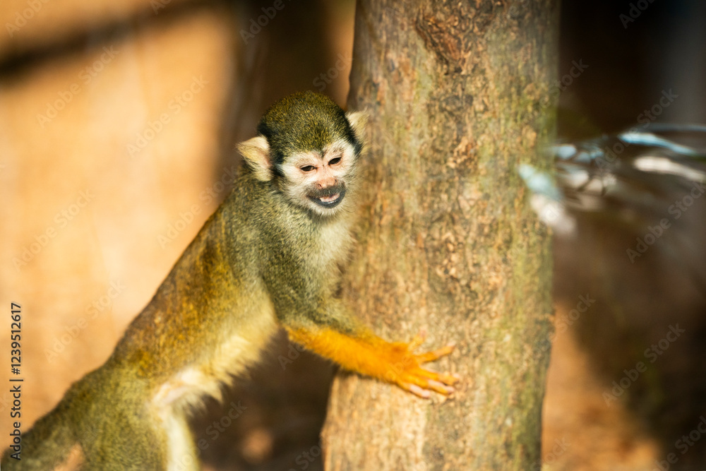 Obraz premium lovely and happy smile a South American squirrel monkey (Saimiri sciureus) eating fruit in a zoological park