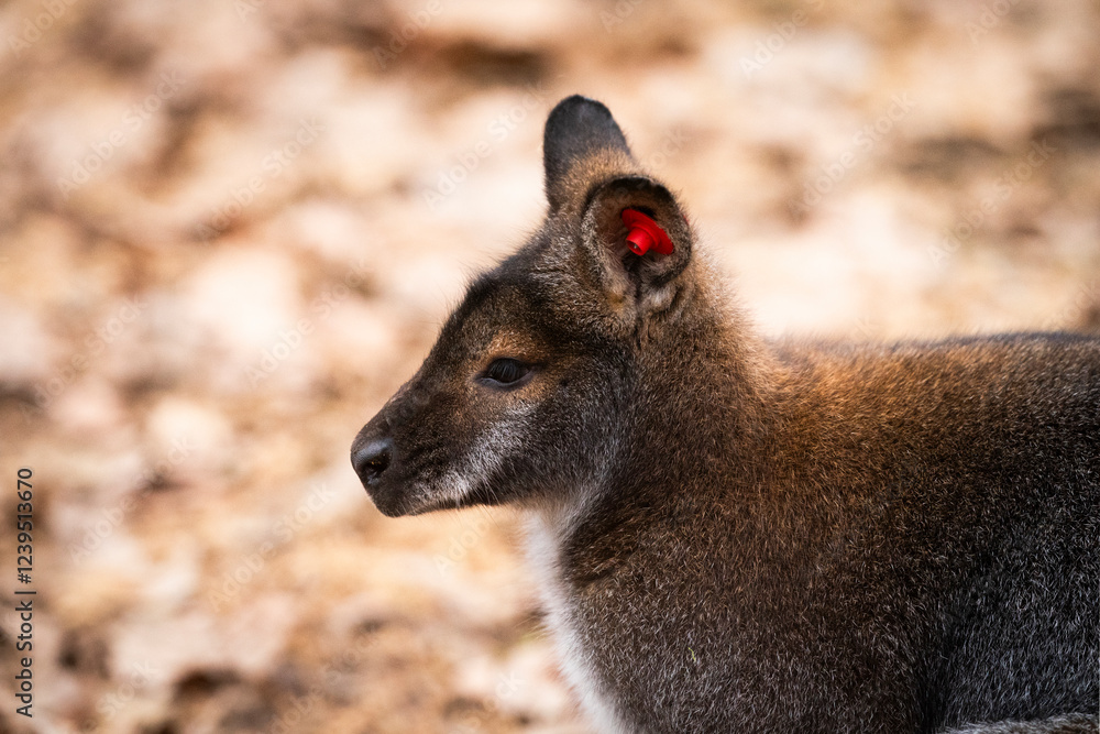 Naklejka premium The red-necked wallaby, Bennett's wallaby (Notamacropus rufogriseus) kangaoo detail of head in the zoo park