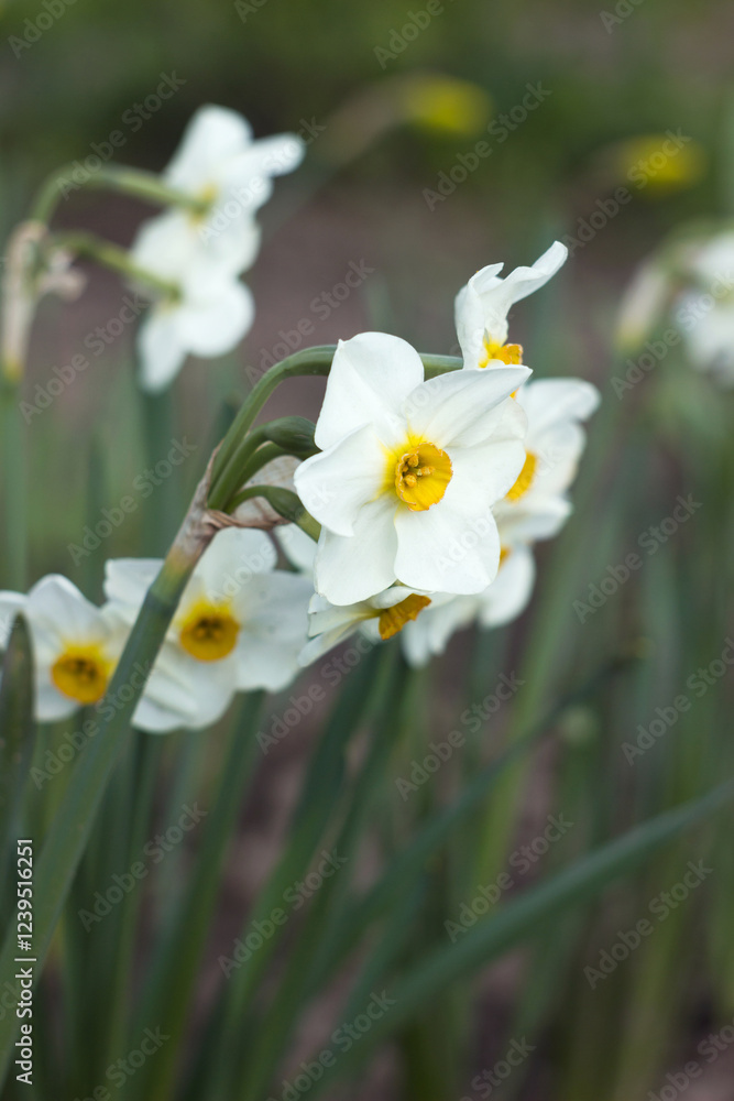 A multi-flowered white daffodil blooms in a flower bed, Multi headed flower. Spring background A multi-flowered white daffodil blooms in a flower bed, Multi headed flower. Spring background