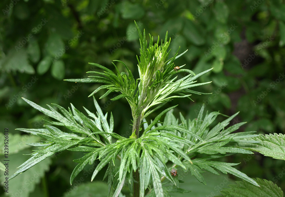Artemisia vulgaris (mugwort, common wormwood). Artemisia vulgaris (mugwort, common wormwood).