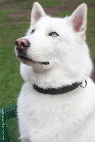 Nice Husky in the park.