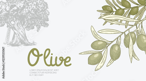 Olives banner. Green olive branches and olive tree made in sketch hand drawn style. Best for extra virgin oil label and cosmetics. Vector retro vintage illustrations.