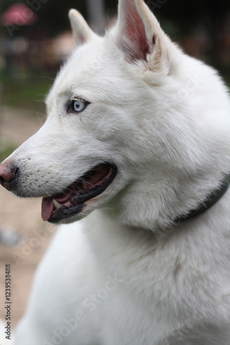 Husky in the park
