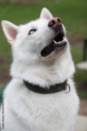 Husky in the park