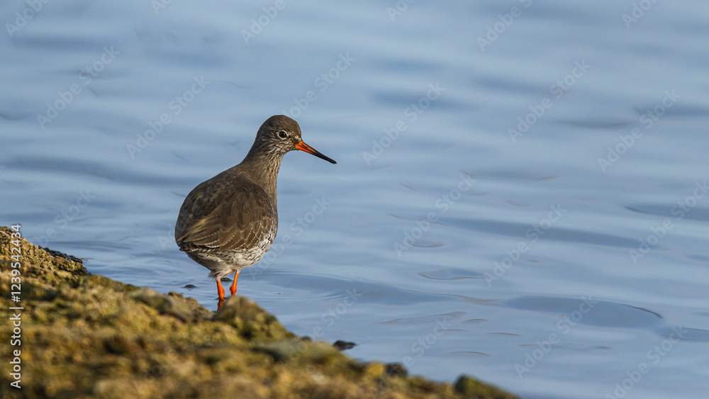Common Redshank, Tringa totanus, bird on winter marshes Common Redshank, Tringa totanus, bird on winter marshes