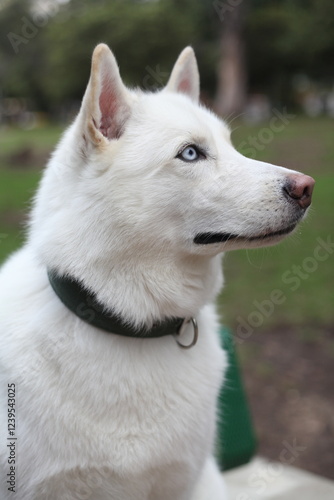 Husky in the park.