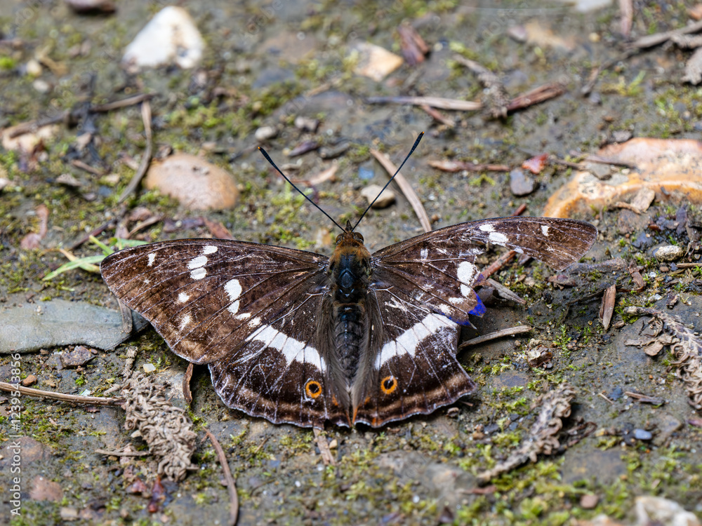 Obraz premium Purple Emperor Butterfly. Wings Open