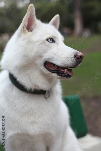 Happy Husky